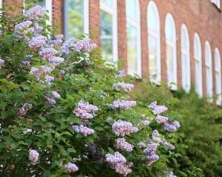 Lila Fliederblüten vor einem Backsteingebäude.